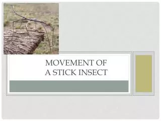 Movement of a Stick Insect