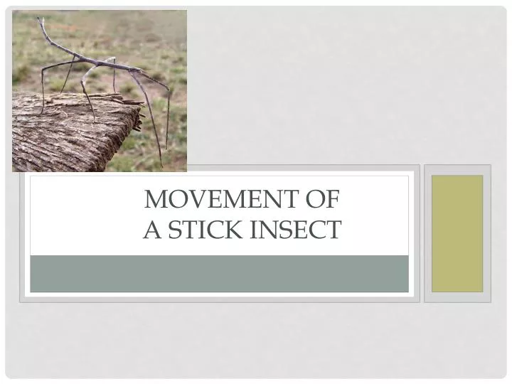 movement of a stick insect