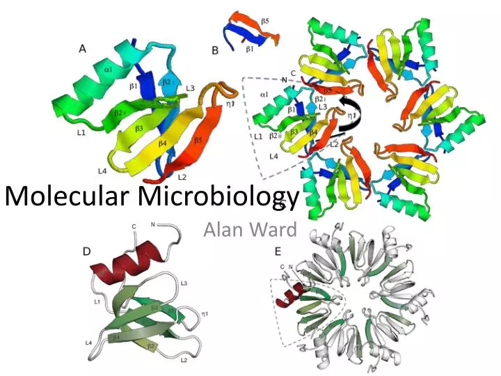 molecular microbiology