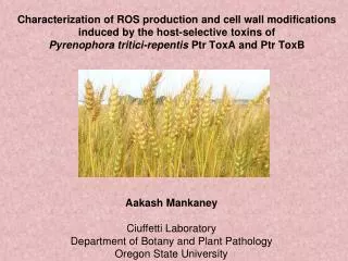 Aakash Mankaney Ciuffetti Laboratory Department of Botany and Plant Pathology