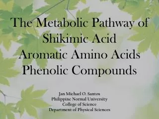 The Metabolic Pathway of Shikimic Acid Aromatic Amino Acids Phenolic Compounds