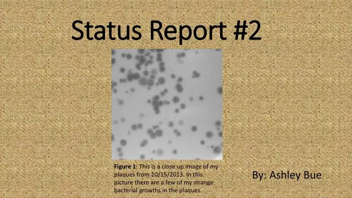 status report 2