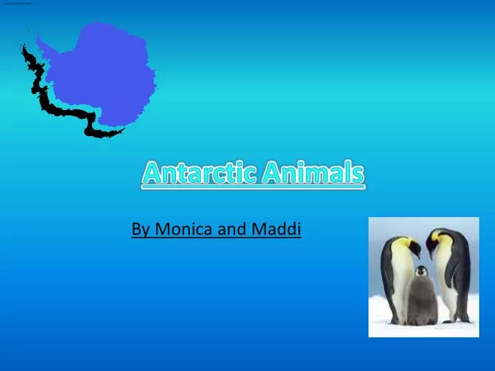 antarctic animals