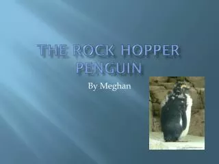 The Rock hopper penguin