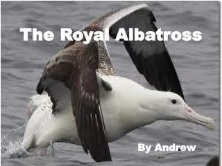 The Royal Albatross