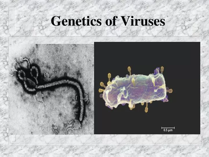 genetics of viruses