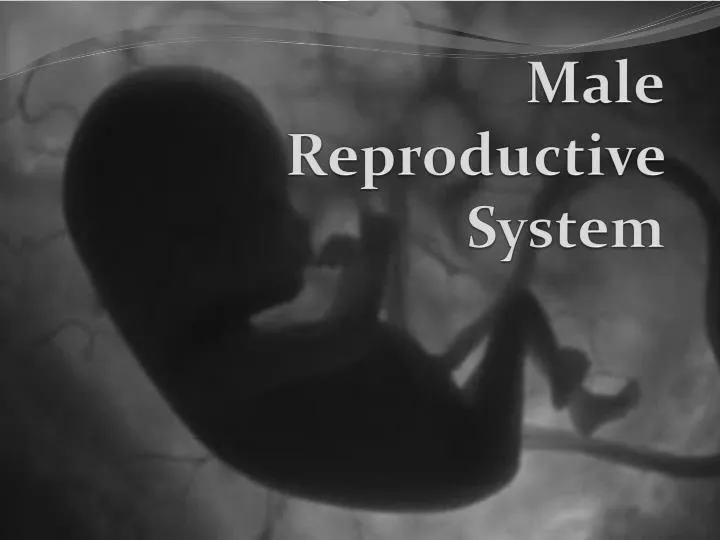 male reproductive system