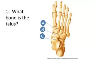 1. What bone is the talus?