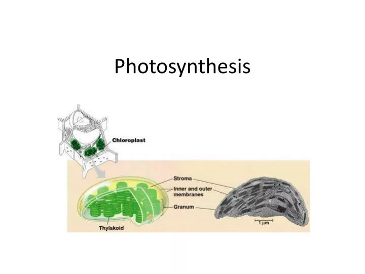 photosynthesis