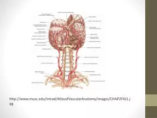 http:// www.musc.edu / intrad / AtlasofVascularAnatomy /images/CHAP2FIG1.jpg