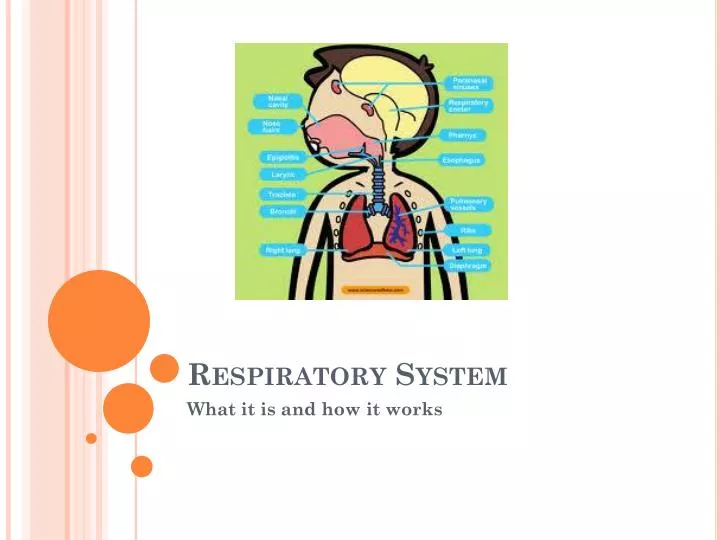 respiratory system