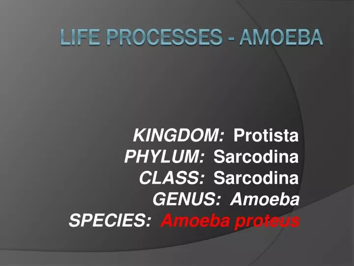 kingdom protista phylum sarcodina class sarcodina genus amoeba species amoeba proteus