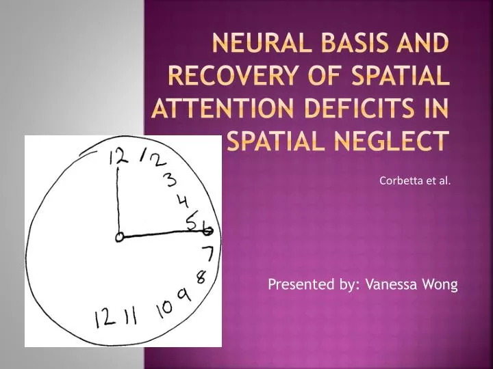 neural basis and recovery of spatial attention deficits in spatial neglect