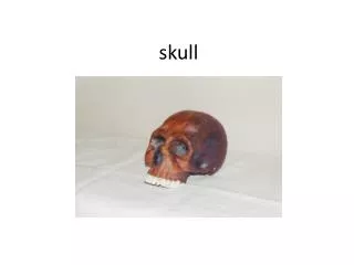 skull