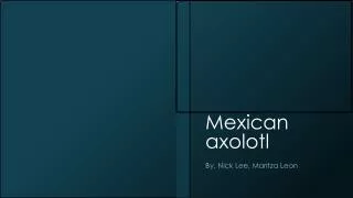 Mexican axolotl