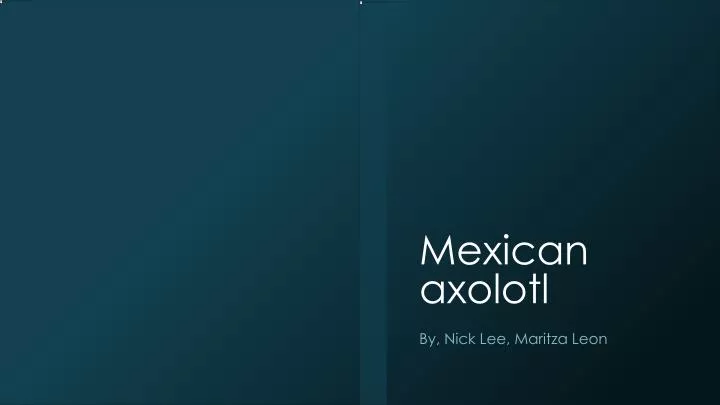 mexican axolotl