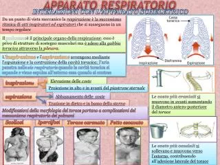 apparato respiratorio