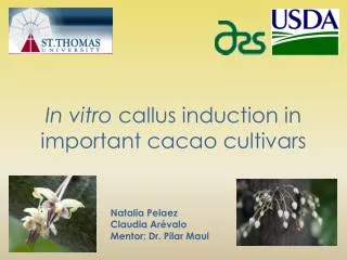 In vitro callus induction in important cacao cultivars