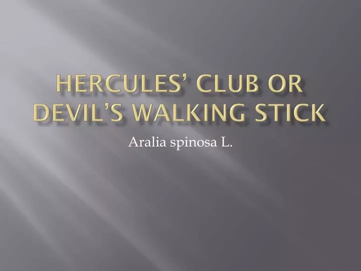 hercules club or devil s walking stick