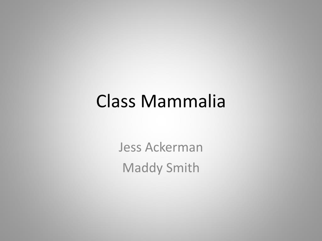 PPT - Class Mammalia PowerPoint Presentation, free download - ID:1933673