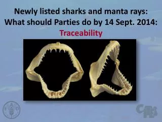 Newly listed sharks and manta rays: What should Parties do by 14 Sept. 2014: Traceability