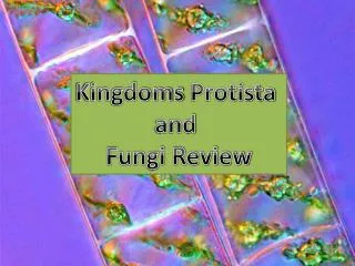 Kingdoms Protista and Fungi Review