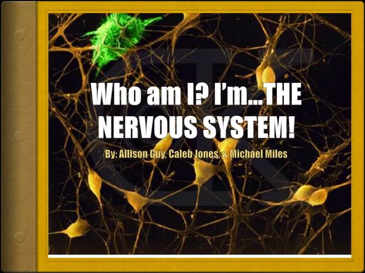 who am i i m the nervous system