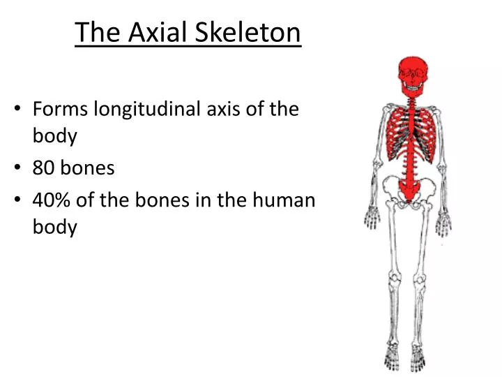 Ppt The Axial Skeleton Powerpoint Presentation Free Download Id1934155 7539
