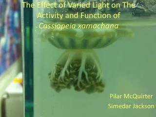 The Effect of Varied Light on The Activity and Function of Cassiopeia x amachana