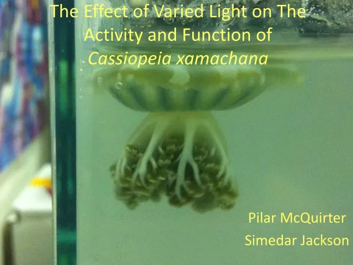 the effect of varied light on the activity and function of cassiopeia x amachana
