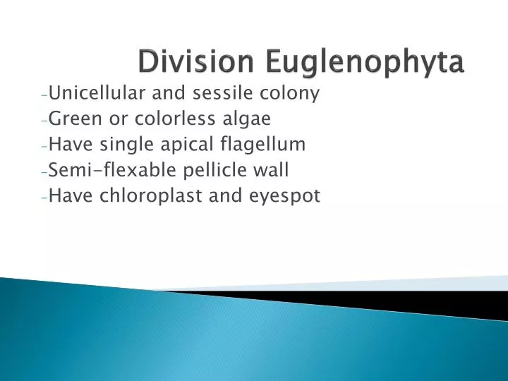 division euglenophyta