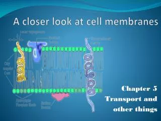 A closer look at cell membranes