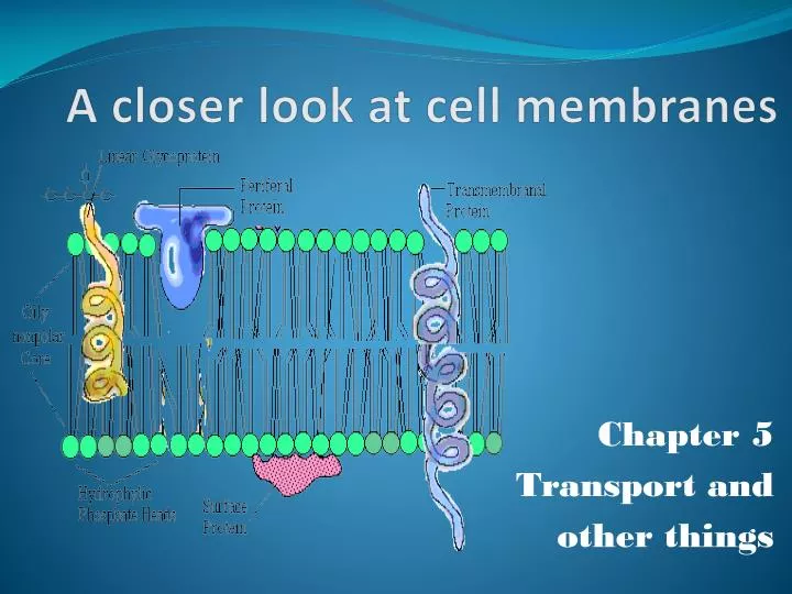 a closer look at cell membranes