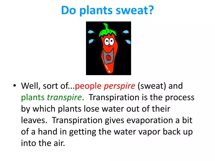 do plants sweat