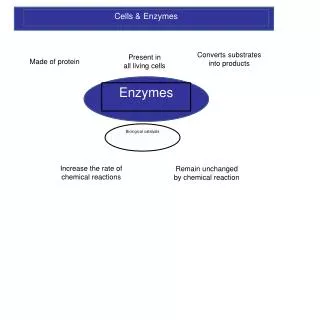 Cells &amp; Enzymes