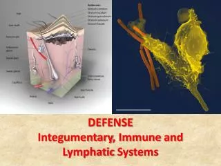 DEFENSE Integumentary , Immune and Lymphatic Systems