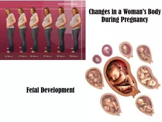 Changes in a Woman’s Body During Pregnancy