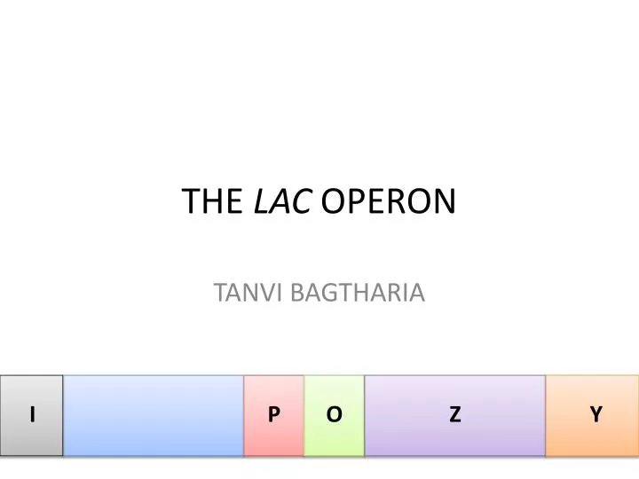 the lac operon