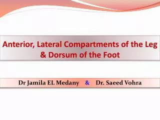 Anterior, Lateral Compartments of the Leg &amp; Dorsum of the Foot