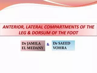 ANTERIOR, LATERAL COMPARTMENTS OF THE LEG &amp; DORSUM OF THE FOOT