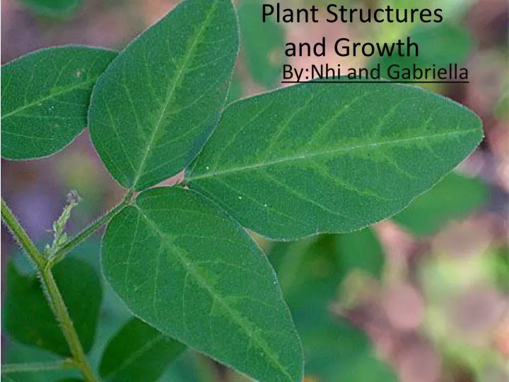 plant structures and growth