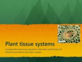 Plant tissue systems