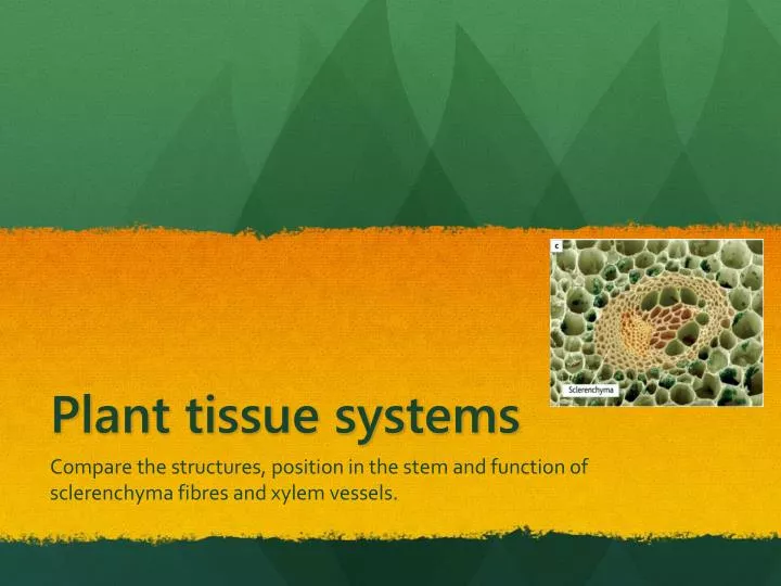 plant tissue systems