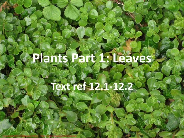 plants part 1 leaves