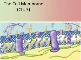 The Cell Membrane (Ch. 7)