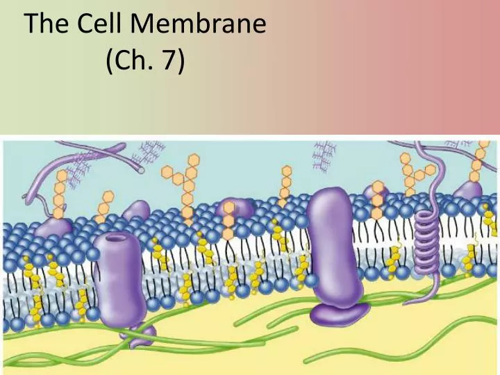 the cell membrane ch 7