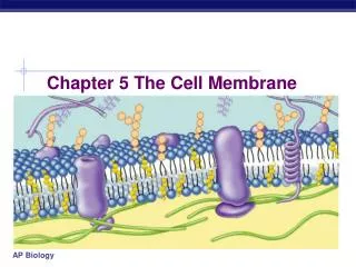 Chapter 5 The Cell Membrane