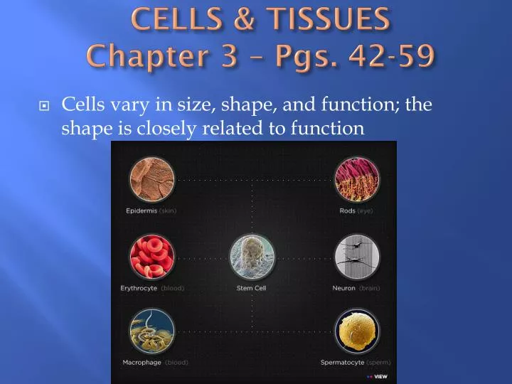 cells tissues chapter 3 pgs 42 59