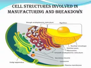 CELL STRUCTURES INVOLVED IN MANUFACTURING AND BREAKDOWN