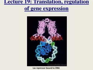 Lecture 19: Translation, regulation of gene expression